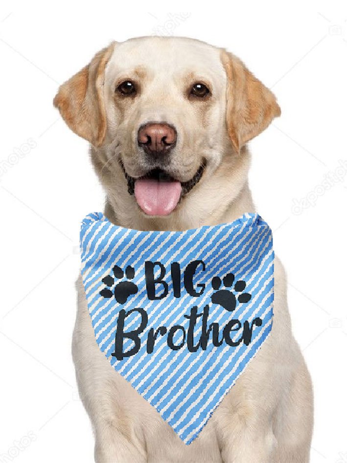 Pet Birthday Print Bib