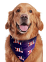 Pet Independence Day Print Bib
