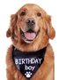 Pet birthday print bib